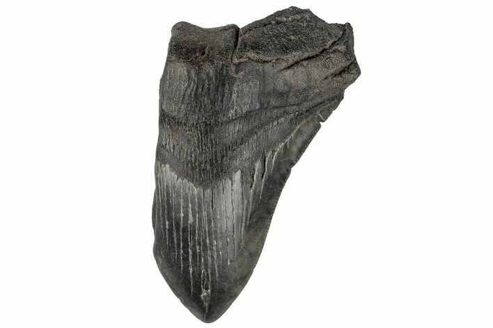 Partial, Fossil Megalodon Tooth #194003